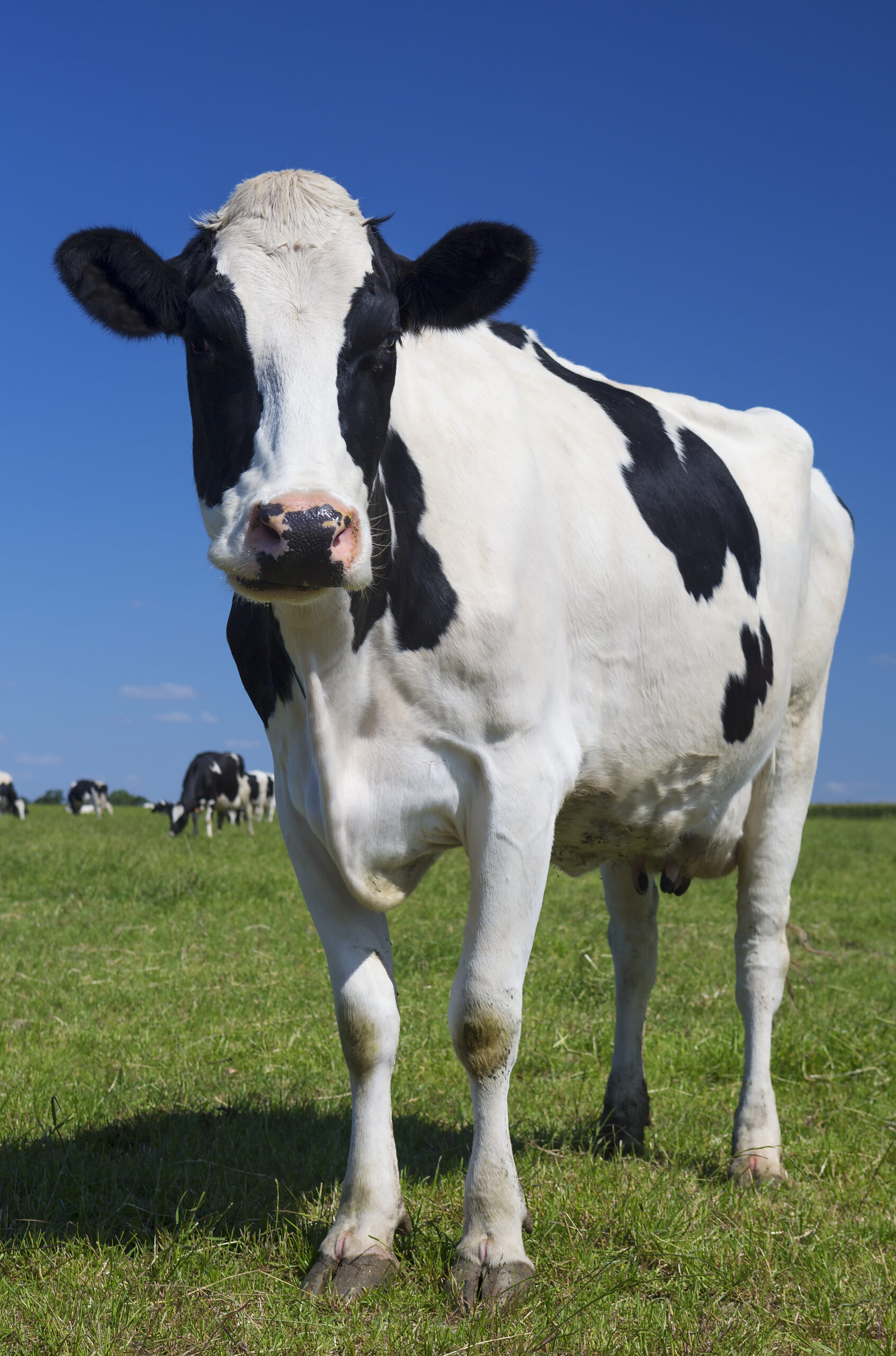 Transition period of dairy cows: how to consider calcium, phosphorus, and energy as one protocol